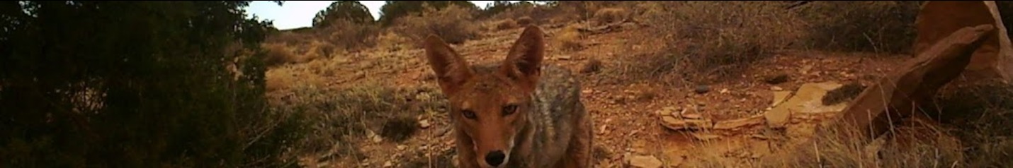 OFF GRID DESERT FARMING NEWS WITH PAUL & ADRIENNE