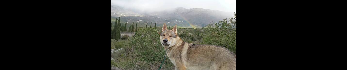 Jura the Wolfdog