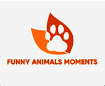 Funny Animals Moments