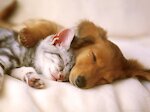 Puppy & Kitty