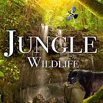 Wild Life in Jungle