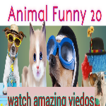 Funny Animals viedos