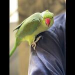 Cute Ringneck Parrot Talking sweet voice
