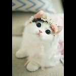 Very sweet & funny baby cats