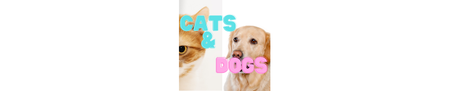 Funniest Cats and Dogs