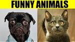 Cute and funny Animals