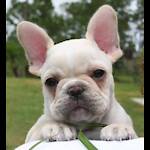 Proud To Be A Frenchie Lover