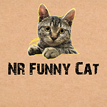 New Funny Cat Video