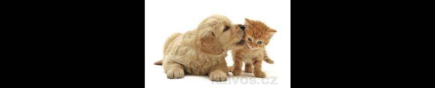 Dogs & Puppies - Cats & Kittens