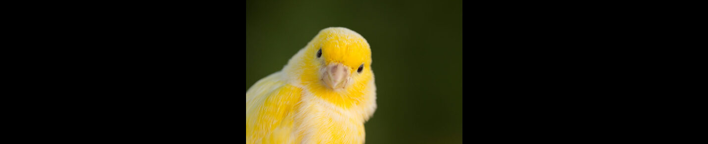 world of canary birds