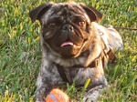 Zeus the LOVE PUG From Florida