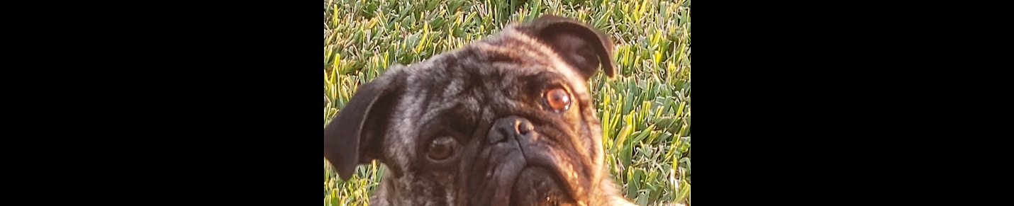 Zeus the LOVE PUG From Florida