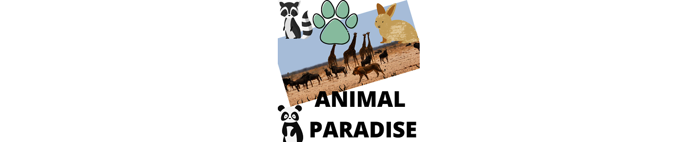 ANIMAL PARADISE