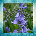 BLUE BELL RUMBLE Channel