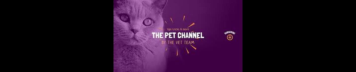 Welcome to pet Shows funny &  entertainment  channel ♥   You can enjoy best funny cats and dogs & Action  videos (≧▽≦)  Thanks for watching our videos 😍😍😍