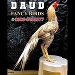 Daud Fancy Birds