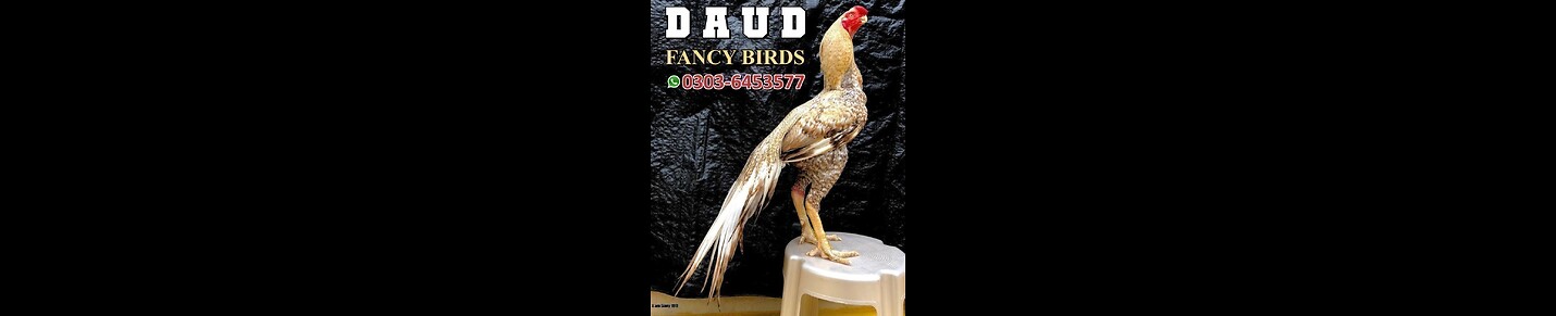 Daud Fancy Birds