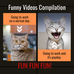 Funny Videos Compilation