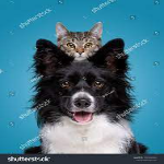 Dog And Cat Lover