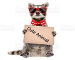 Cute Animal Fun