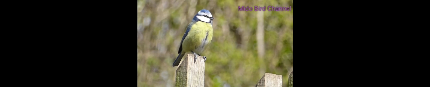 Mido Bird Channel