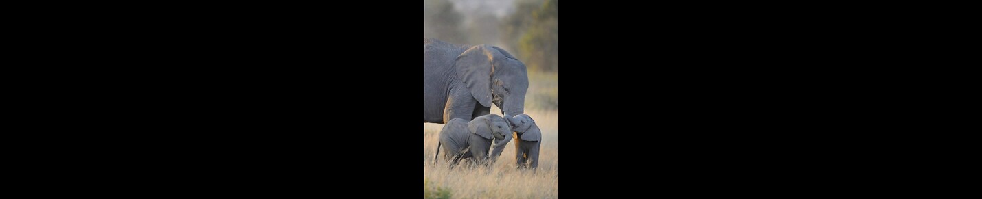 Forest family