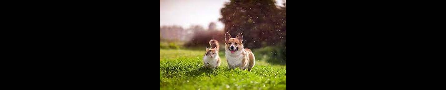 cute cat and dog.