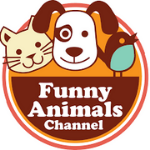 Funny Animals' Life