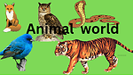 Animal Information