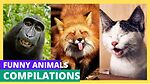 Funny Animals Videos