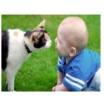 Funny video Funest funny cat funny dog funny baby