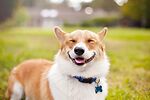 You will find funny videos of all kinds of animals in this channel