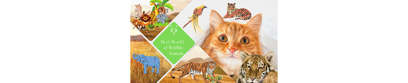 Best World of Wildlife Animals