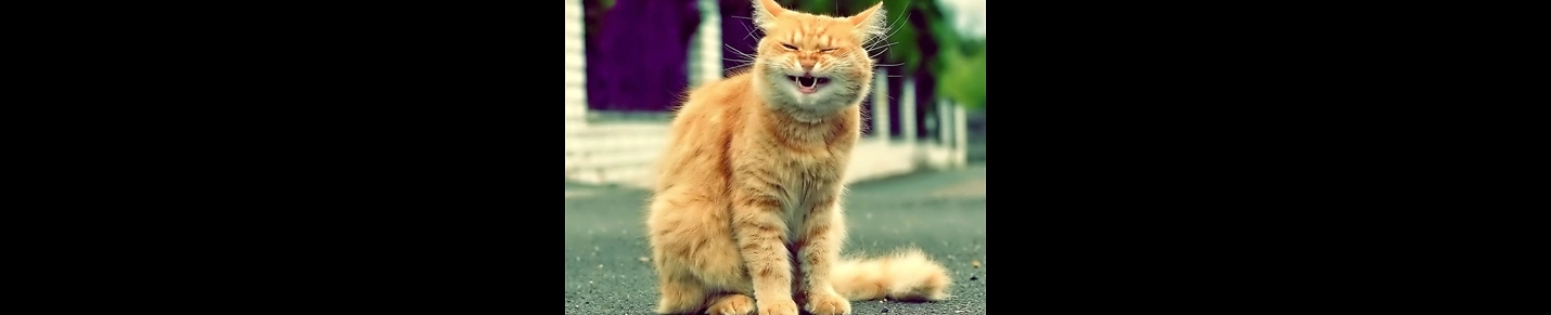 funny cats