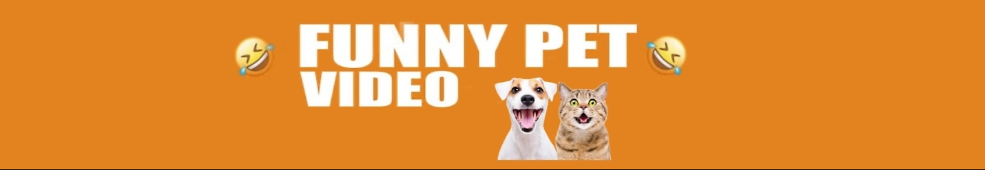 funnydogvideo