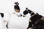 messy dog ​​and cats in company..