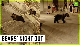 Mama bear takes her cubs on a stroll through Italian village
