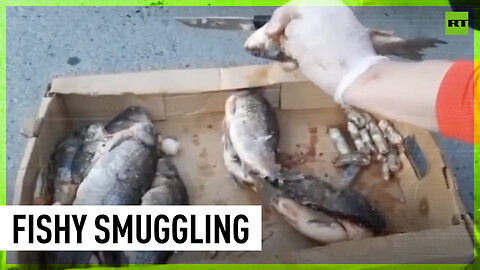 Russian babushka busted for smuggling synthetic marijuana in fish