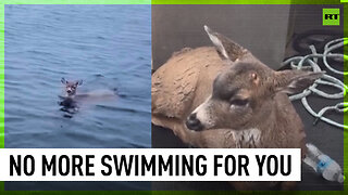 Alaskan wildlife troopers rescue deer stuck in cold waters