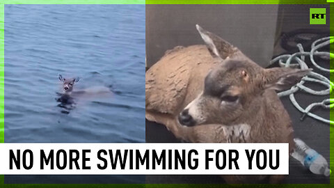 Alaskan wildlife troopers rescue deer stuck in cold waters