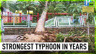 Typhoon Saola uproots trees across Hong Kong