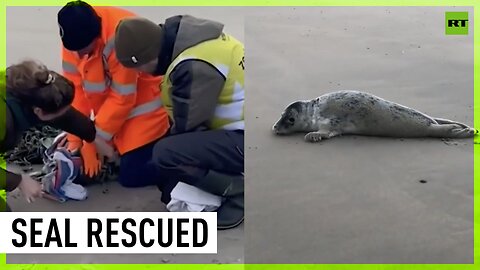Dutch rescuers free grey seal from fishing net