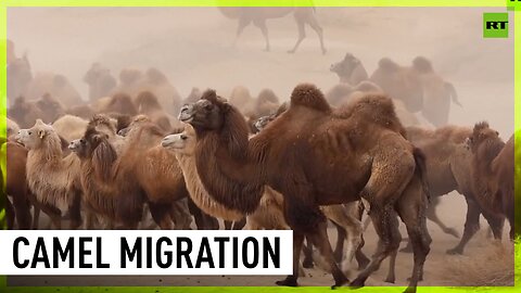 Camels move to winter pastures in China’s Inner Mongolia