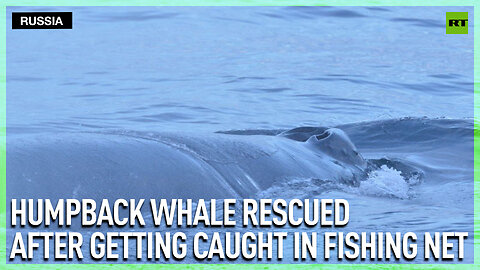 Humpback whale rescued after getting caught in fishing net