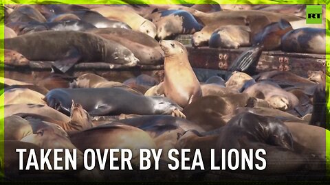 Sea lions descend on San Francisco's Pier 39 in record numbers