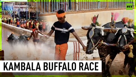 Kambala buffalo race takes place in India