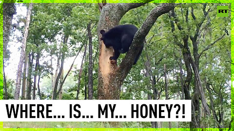 Bear tries to reach beehive for honey