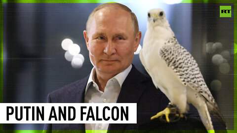 ‘I guess it liked me’: Falcon refuses to leave Putin’s arm