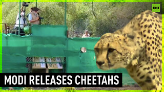 India’s Modi releases eight cheetahs into the wild on his birthday