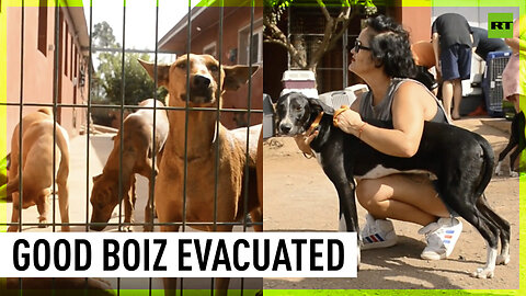 Saving the doggies | Tenerife dog shelter evacuated amid ravaging wildfires